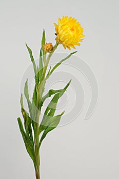 Yellow helichrysum Straw flower bloomingÂ on white background